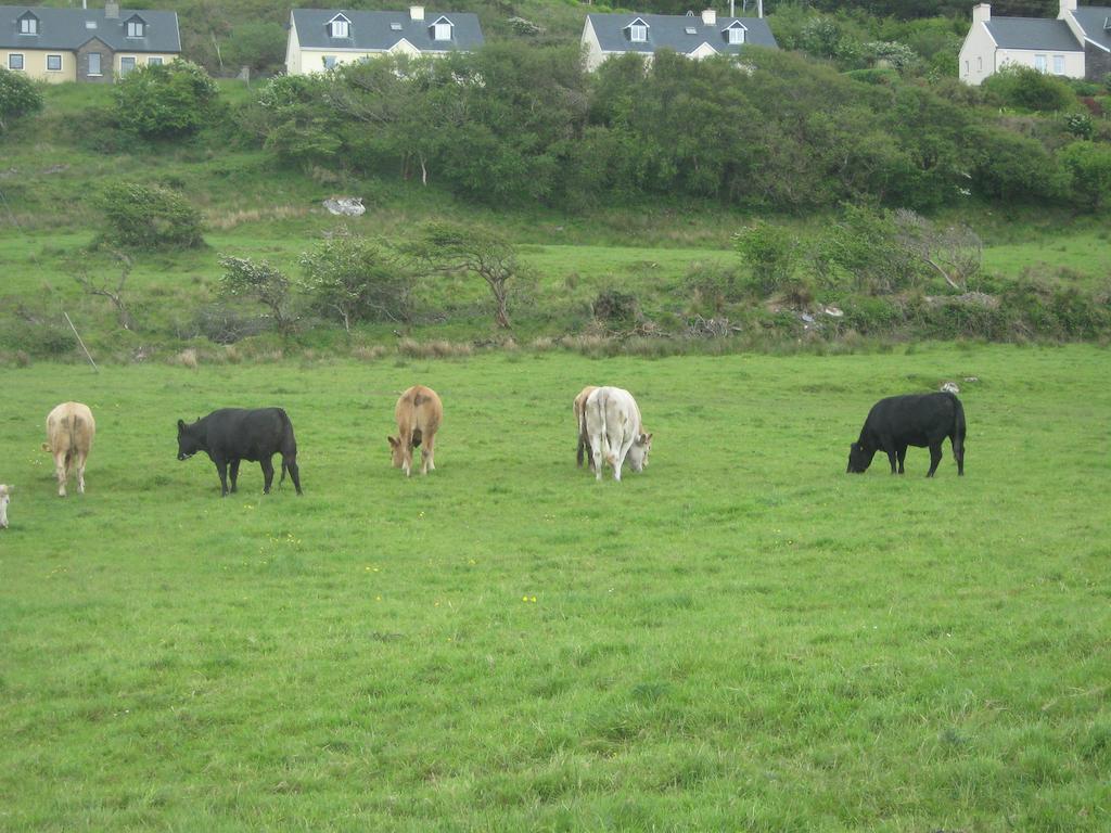Iveragh Heights Bed and Breakfast Cahersiveen Exterior foto